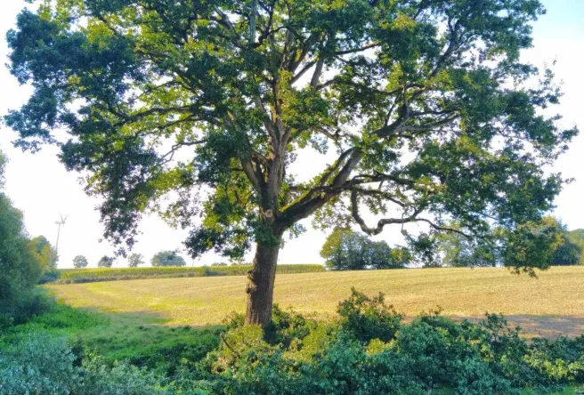 after-image